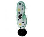 MODEL PARAMECIUM