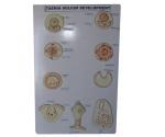 Evoluţia taenia solium, basorelief 
