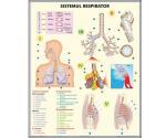 Sistemul respirator // Structura celulei eucariote (duo)