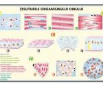 Ţesuturile organismului omului // Nivele de organizare a organismului uman (duo)
