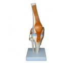 Model GENUNCHI (cu articulatie si ligamente)