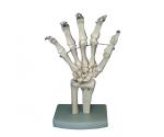 MODEL MÂNA  (cu articulatie si ligamente)