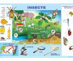 INSECTE / MESERII